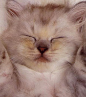 {BON SAMEDI A TOUS}