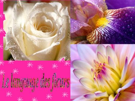 {Le languages des fleurs}